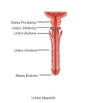 Diapositiva06