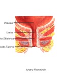 Diapositiva07